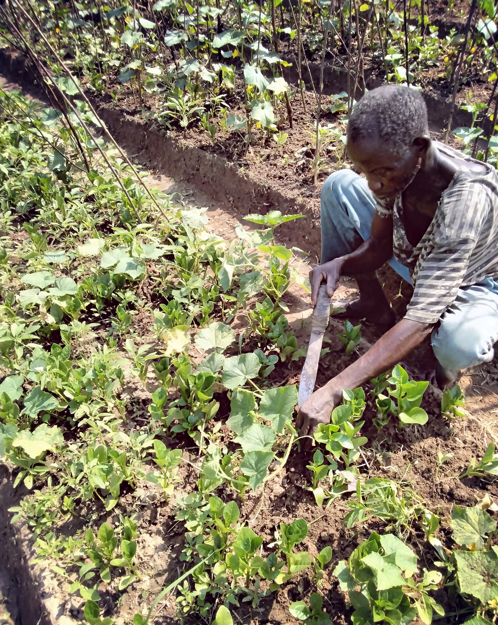 Suivi et évaluation des activités de la zone de Nguéréngou : un ...