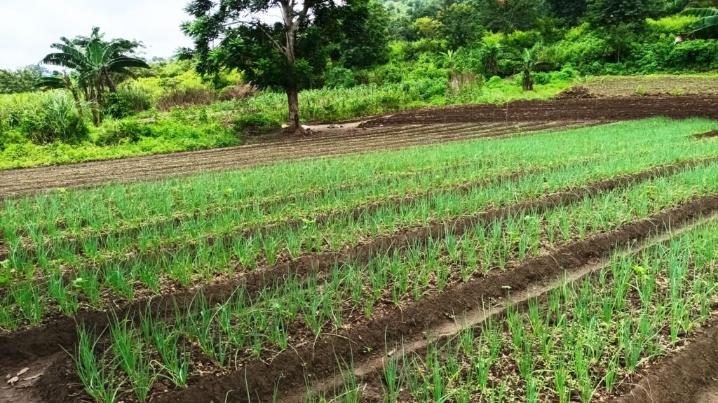 Production agropastorale — la terre