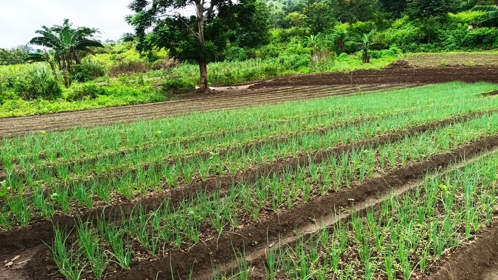 Production agropastorale — la terre